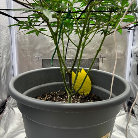 Frosted Guava growlog timeline photo