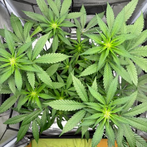 Frosted Guava growlog timeline photo