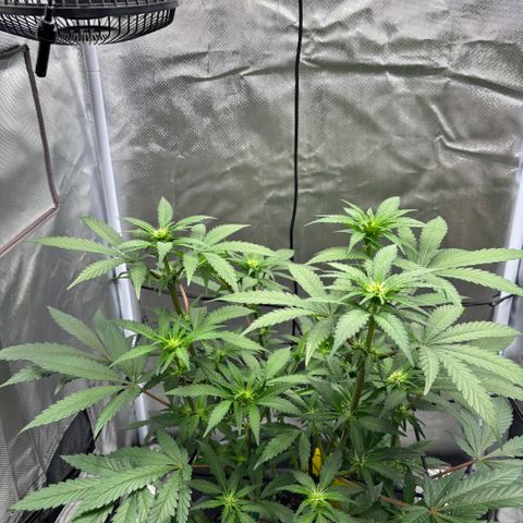 Frosted Guava growlog timeline photo