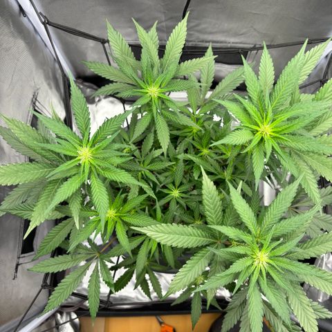 Frosted Guava growlog timeline photo