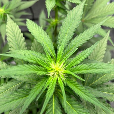Frosted Guava growlog timeline photo
