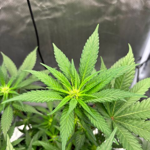 Frosted Guava growlog timeline photo