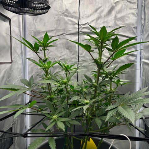 Frosted Guava growlog timeline photo