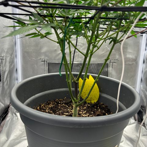 Frosted Guava growlog timeline photo