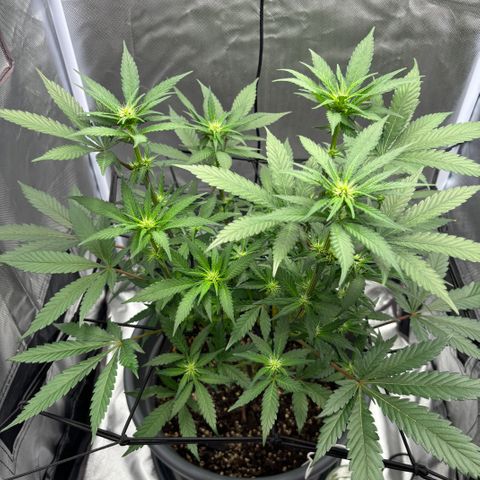 Frosted Guava growlog timeline photo