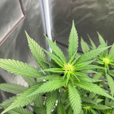Frosted Guava growlog timeline photo