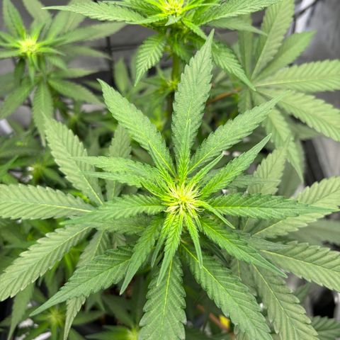 Frosted Guava growlog timeline photo