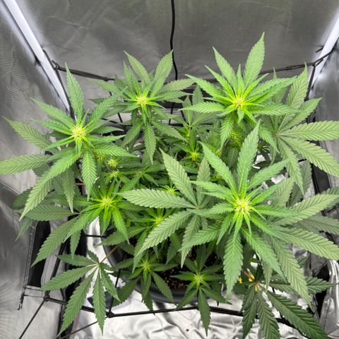 Frosted Guava growlog timeline photo
