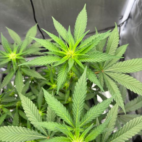 Frosted Guava growlog timeline photo