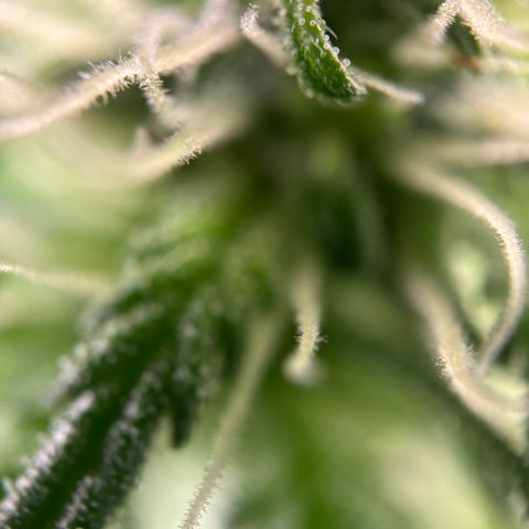 Frosted Guava growlog timeline photo