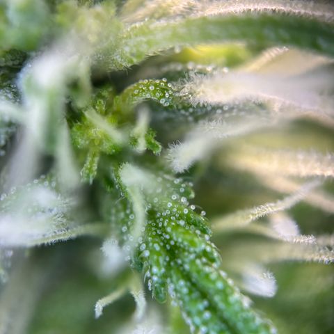 Frosted Guava growlog timeline photo