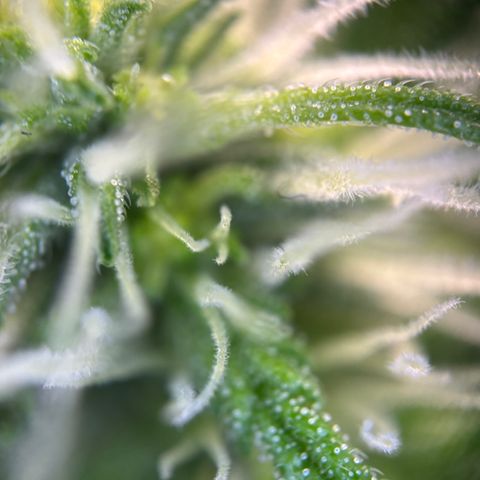 Frosted Guava growlog timeline photo