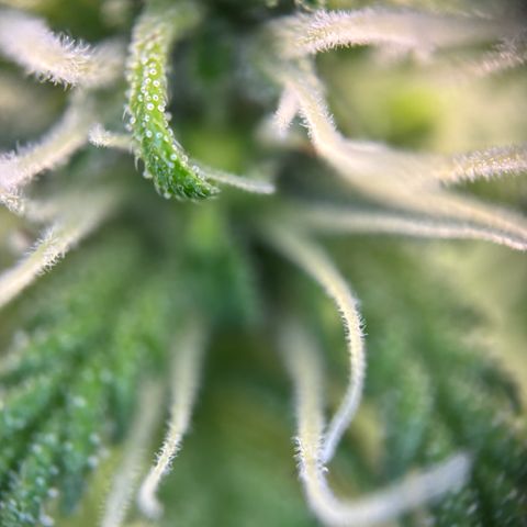 Frosted Guava growlog timeline photo