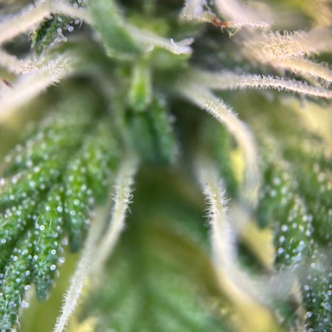 Frosted Guava growlog timeline photo