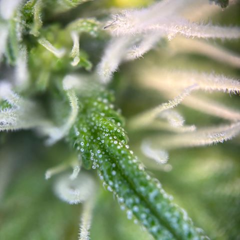 Frosted Guava growlog timeline photo