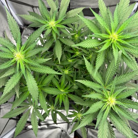 Frosted Guava growlog timeline photo