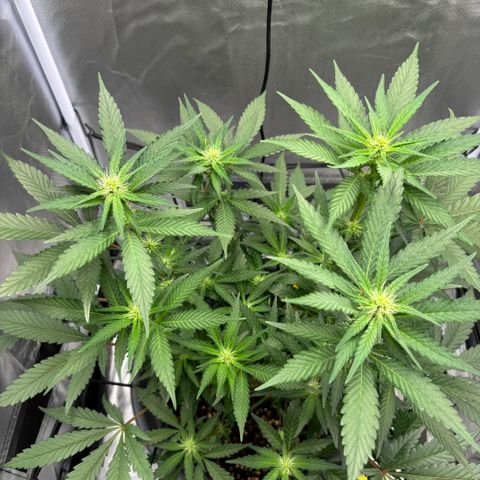 Frosted Guava growlog timeline photo
