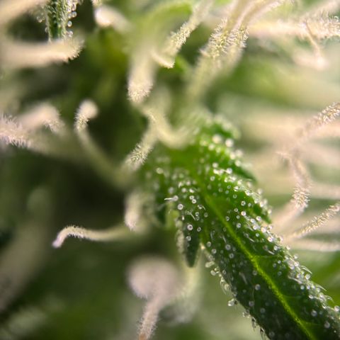 Frosted Guava growlog timeline photo