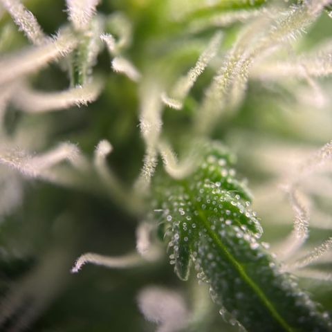 Frosted Guava growlog timeline photo