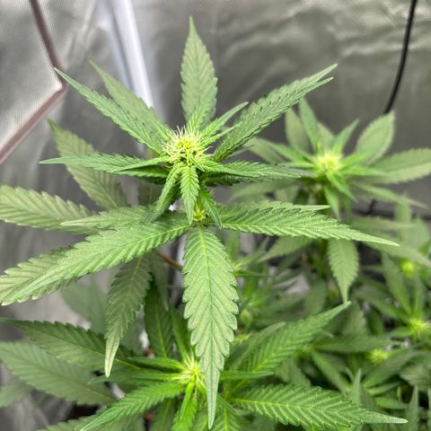 Frosted Guava growlog timeline photo