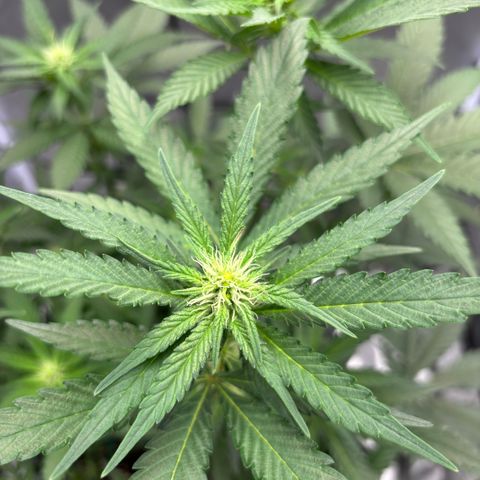 Frosted Guava growlog timeline photo