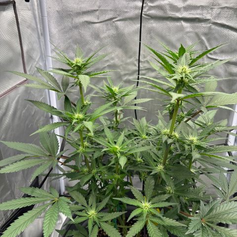 Frosted Guava growlog timeline photo