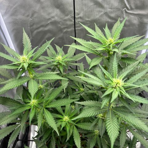 Frosted Guava growlog timeline photo