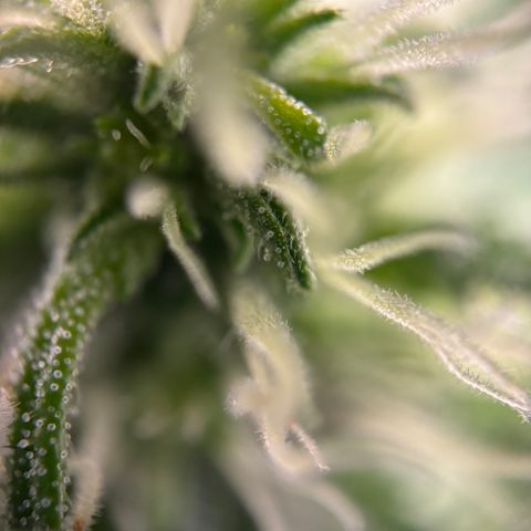 Frosted Guava growlog timeline photo
