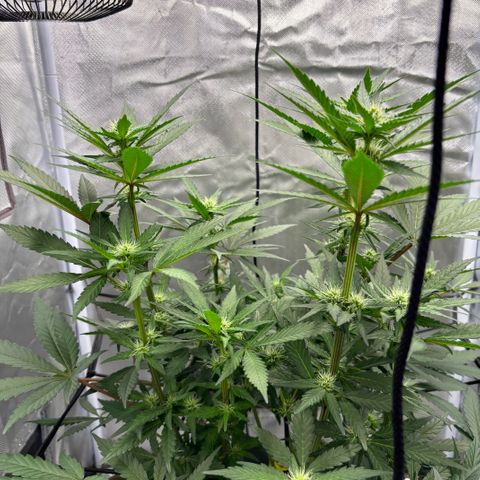 Frosted Guava growlog timeline photo
