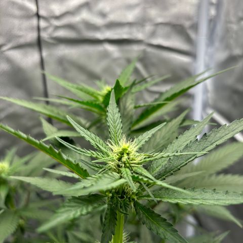 Frosted Guava growlog timeline photo