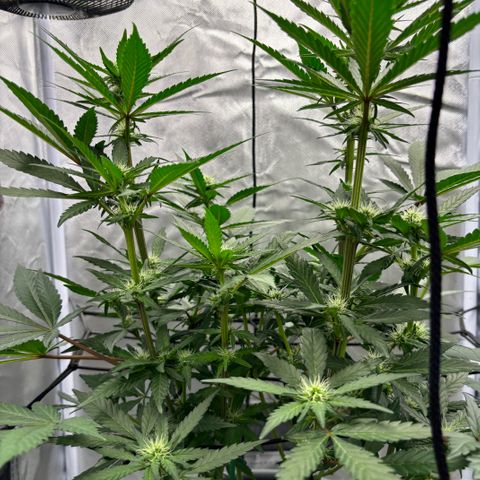 Frosted Guava growlog timeline photo