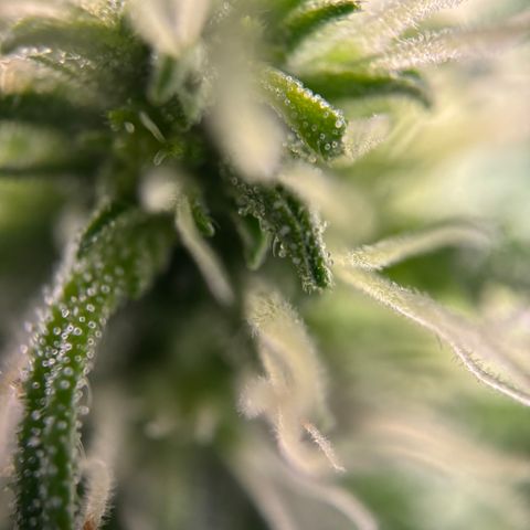 Frosted Guava growlog timeline photo