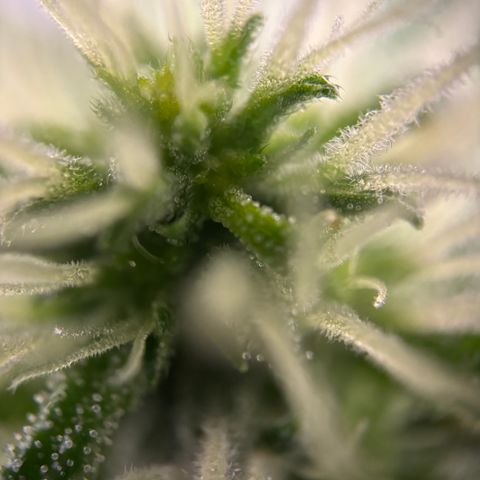 Frosted Guava growlog timeline photo