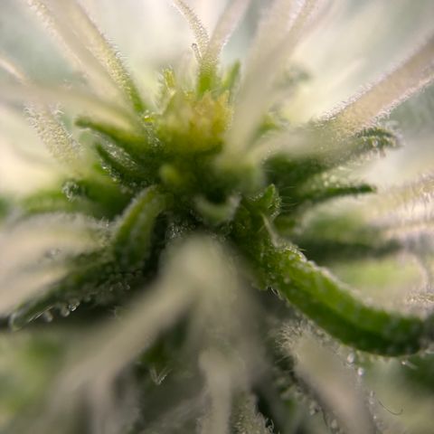 Frosted Guava growlog timeline photo