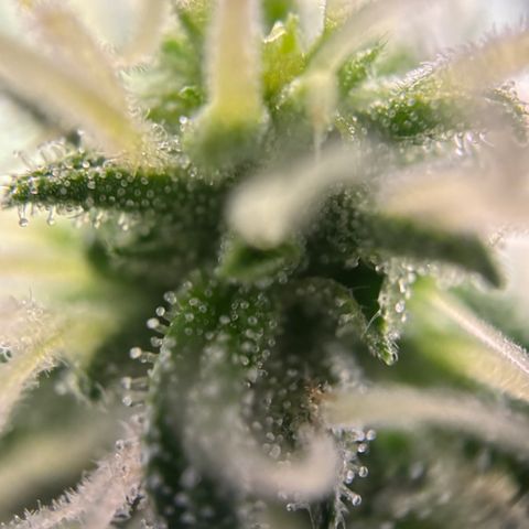 Frosted Guava growlog timeline photo