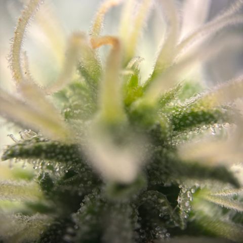 Frosted Guava growlog timeline photo