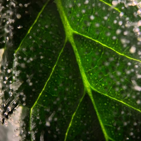 Frosted Guava growlog timeline photo