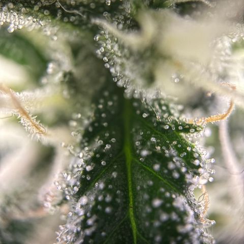 Frosted Guava growlog timeline photo