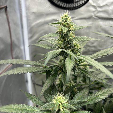 Frosted Guava growlog timeline photo