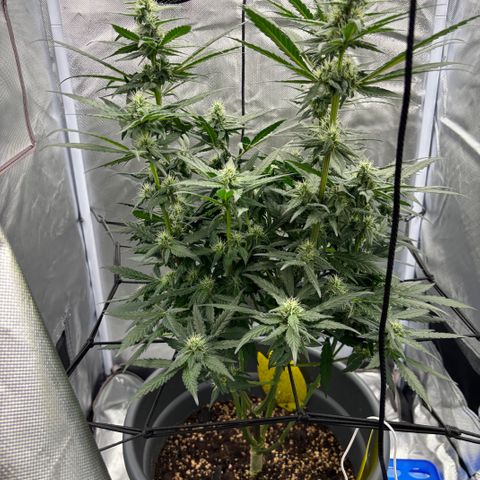 Frosted Guava growlog timeline photo