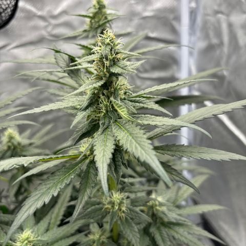 Frosted Guava growlog timeline photo