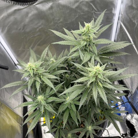 Frosted Guava growlog timeline photo