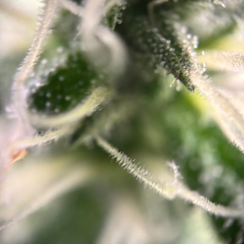 Frosted Guava growlog timeline photo