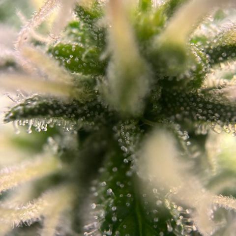 Frosted Guava growlog timeline photo