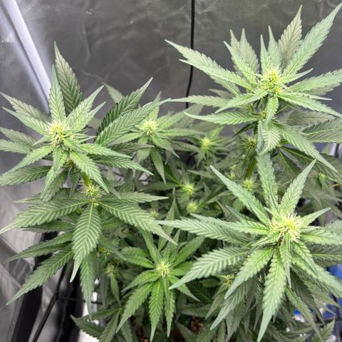 Frosted Guava growlog timeline photo