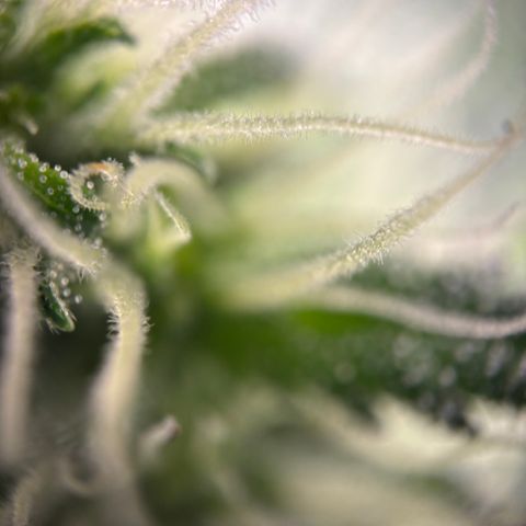 Frosted Guava growlog timeline photo