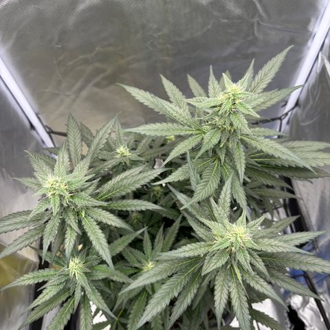Frosted Guava growlog timeline photo