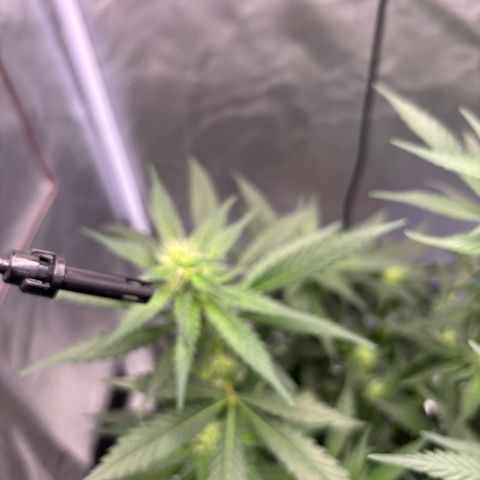 Frosted Guava growlog timeline photo