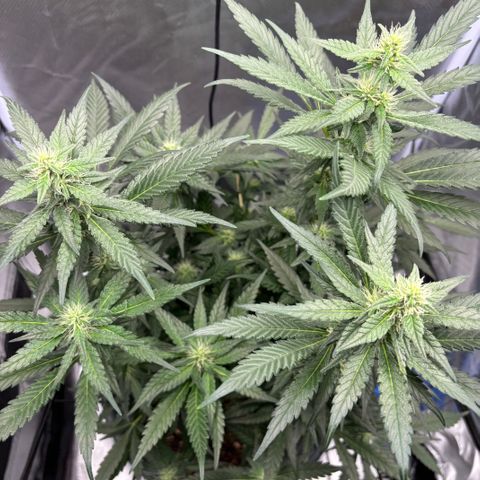 Frosted Guava growlog timeline photo