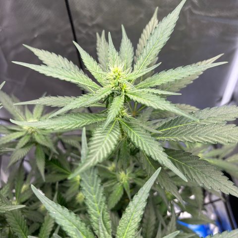 Frosted Guava growlog timeline photo